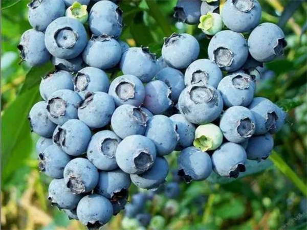 阿兰纳蓝莓