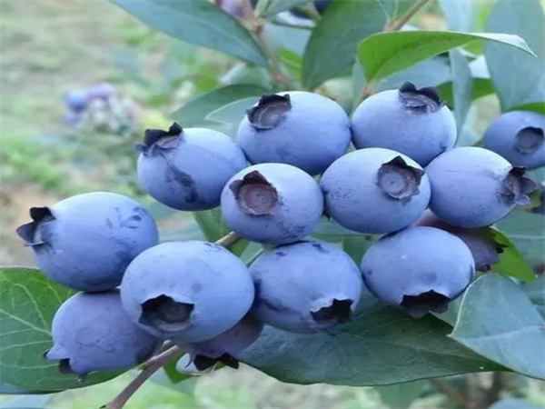 阿兰纳蓝莓