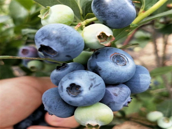 顶架蓝莓
